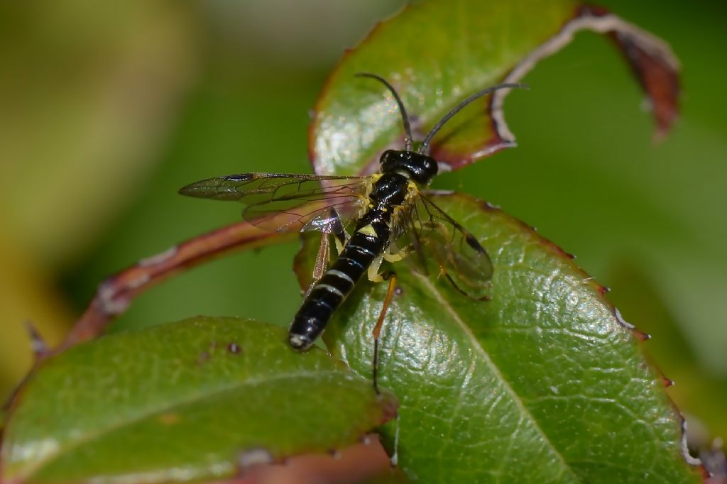 imenottero Tenthredinidae: Allantus sp.